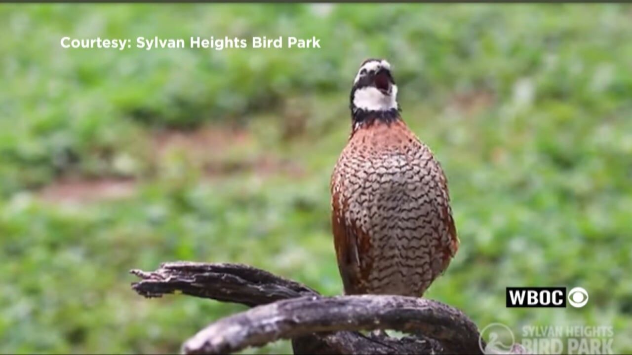 A New Haven: How a Talbot County Farm Could Restore Quail Population Numbers